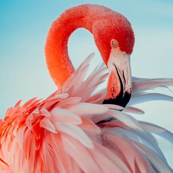 fancyflamingo1